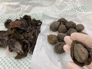 この写真は表面のぱりぱりをむいたクルミです。