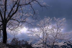 この写真は写真集団「雲」の作品です。