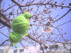この写真は桜の様子です。