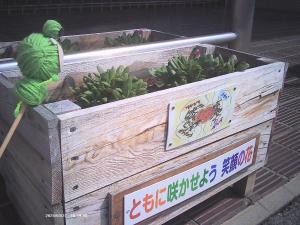 この写真はプランターの様子です。