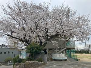 sakura
