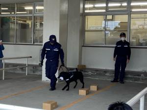 この写真は2024年度の麻薬探知犬デモンストレーションの様子です。