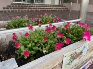 この写真は正面玄関前にあるお花です。