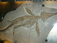 魚竜ステノプテリギウスの化石画像