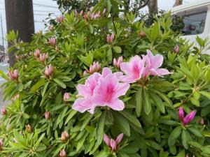 この写真は図書館で咲く花の写真です。