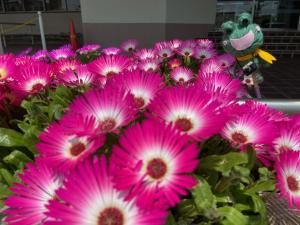 この写真はお花とめくるくんです。