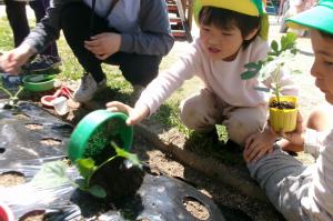 苗に土をかける年長児