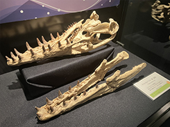 企画展展示風景写真
