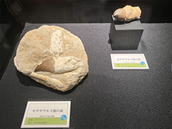 企画展展示風景写真