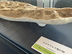 企画展展示風景写真