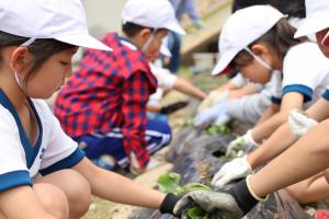 はじめてのいものつるさしに取り組む１年生の様子です。