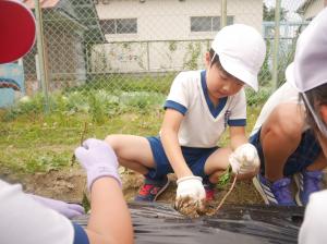マルチシートを傷つけないように、丁寧にいものつるをさしている様子です。