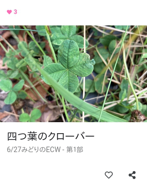 四つ葉のクローバー