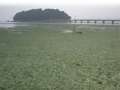 竹島のアオサ大量発生の様子写真