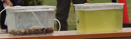 アサリの浄化実験の写真