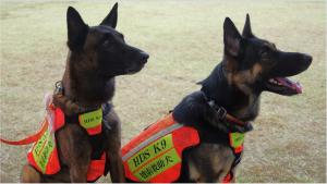 捜索救助犬の写真