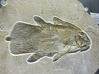 リビス化石のサムネイル画像