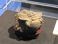 三葉虫化石のサムネイル画像