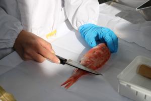 魚をさばく会②