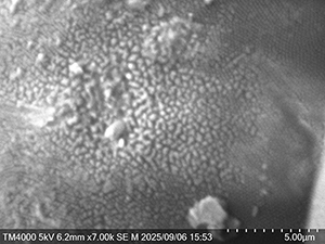 電子顕微鏡で見たガの眼の写真