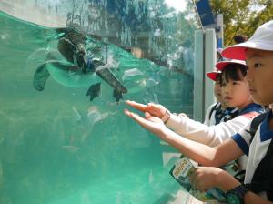泳いでいるペンギンを見ている写真です