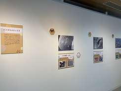写真展「のぞいてみよう！ミクロの世界」の会場風景写真