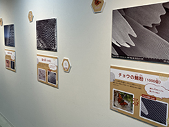写真展「のぞいてみよう！ミクロの世界」の会場風景写真