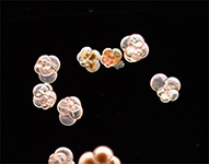 プランクトンのイメージ画像