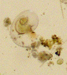 プランクトンのイメージ画像