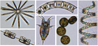 プランクトンのイメージ画像