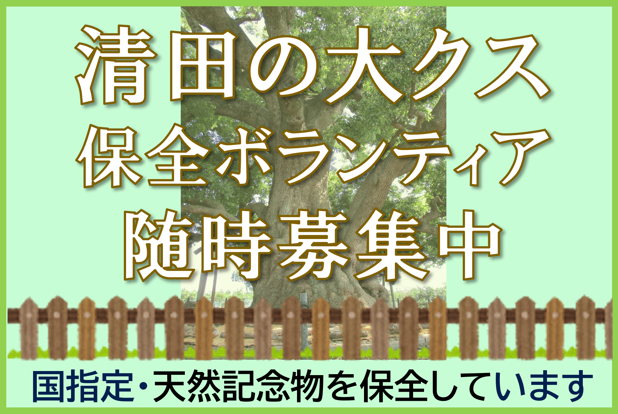 清田の大クス保全ボランティア募集バナー