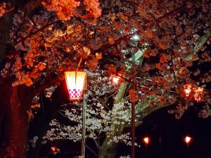 ライトと桜