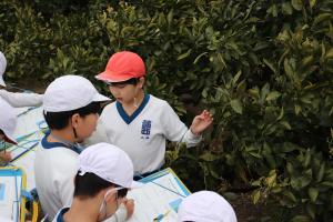 自分の担当する木の特徴を説明している様子です