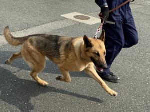 この写真は2025年に図書館へ来てくれた麻薬探知犬です。