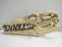 モササウルス頭骨（プラテカルプス）の写真