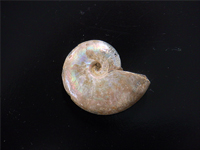 アンモナイト化石の写真