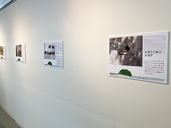 ミニ企画展会場風景写真