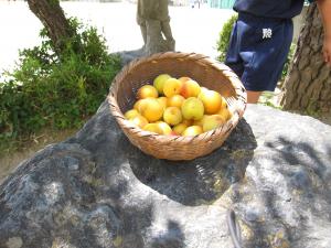 ume