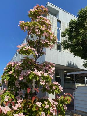 この写真は図書館の東側から撮影したヤマボウシです。