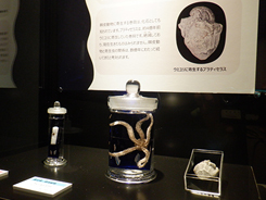 企画展会場風景写真