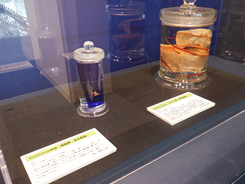特別展会場風景写真