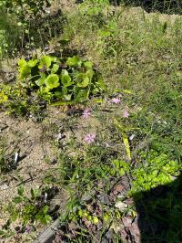 7.10野の花