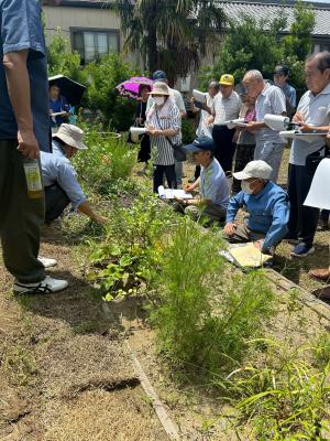草花の説明