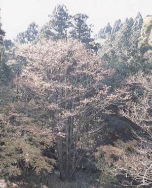 御堂山のボダイジュ 秋季