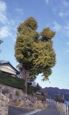 高雲寺の大イチョウ 秋季 南方向より