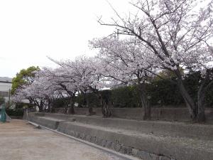 桜の写真