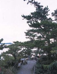 八百富神社社叢 竹島南端部