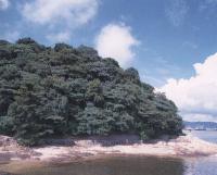 八百富神社社叢 竹島東端部