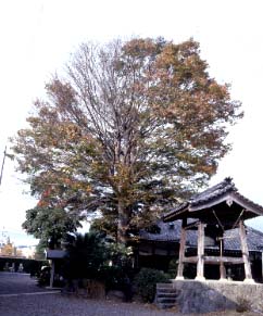 専称寺のケヤキ 秋季