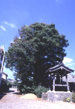 専称寺のケヤキ 夏季